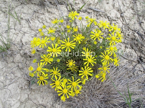 sneezeweed, orange